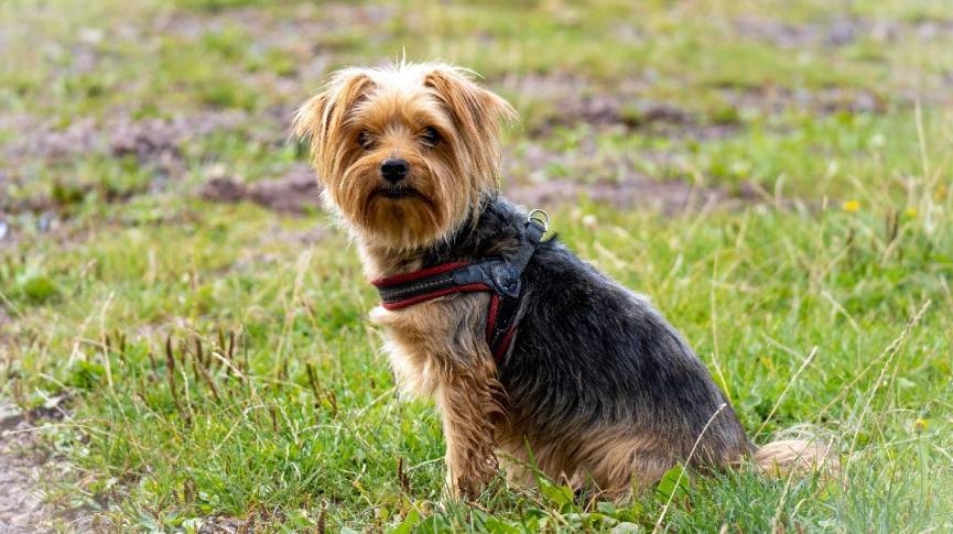 小身體大靈魂-約瑟爹利犬性格-長壽秘訣與小單位飼養全攻略